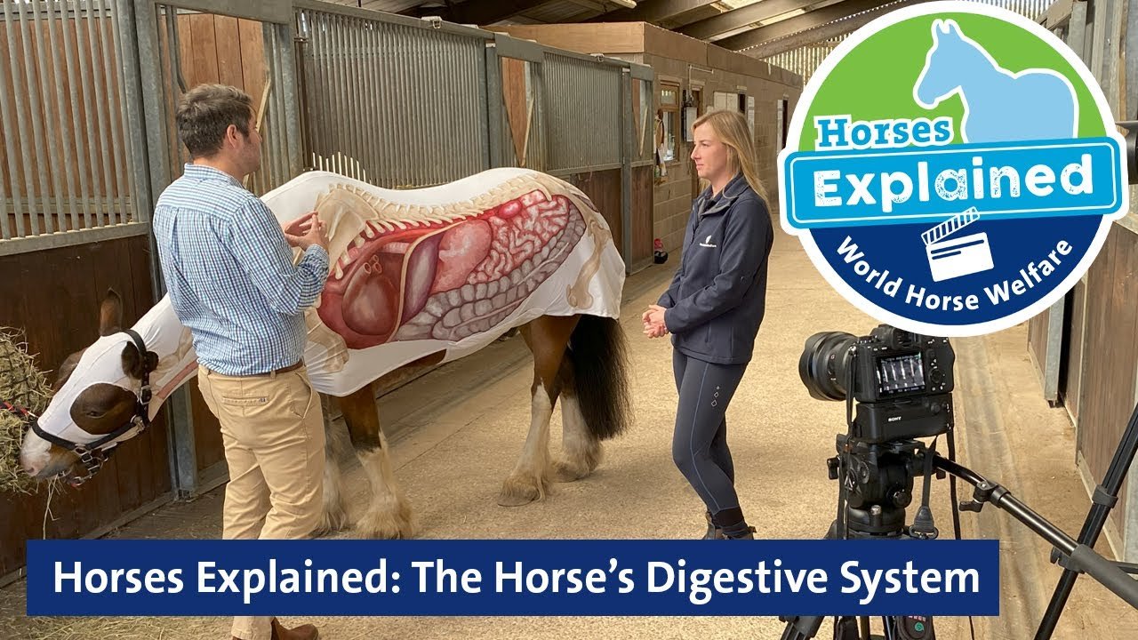 Horses Explained: The Horse’s Digestive System