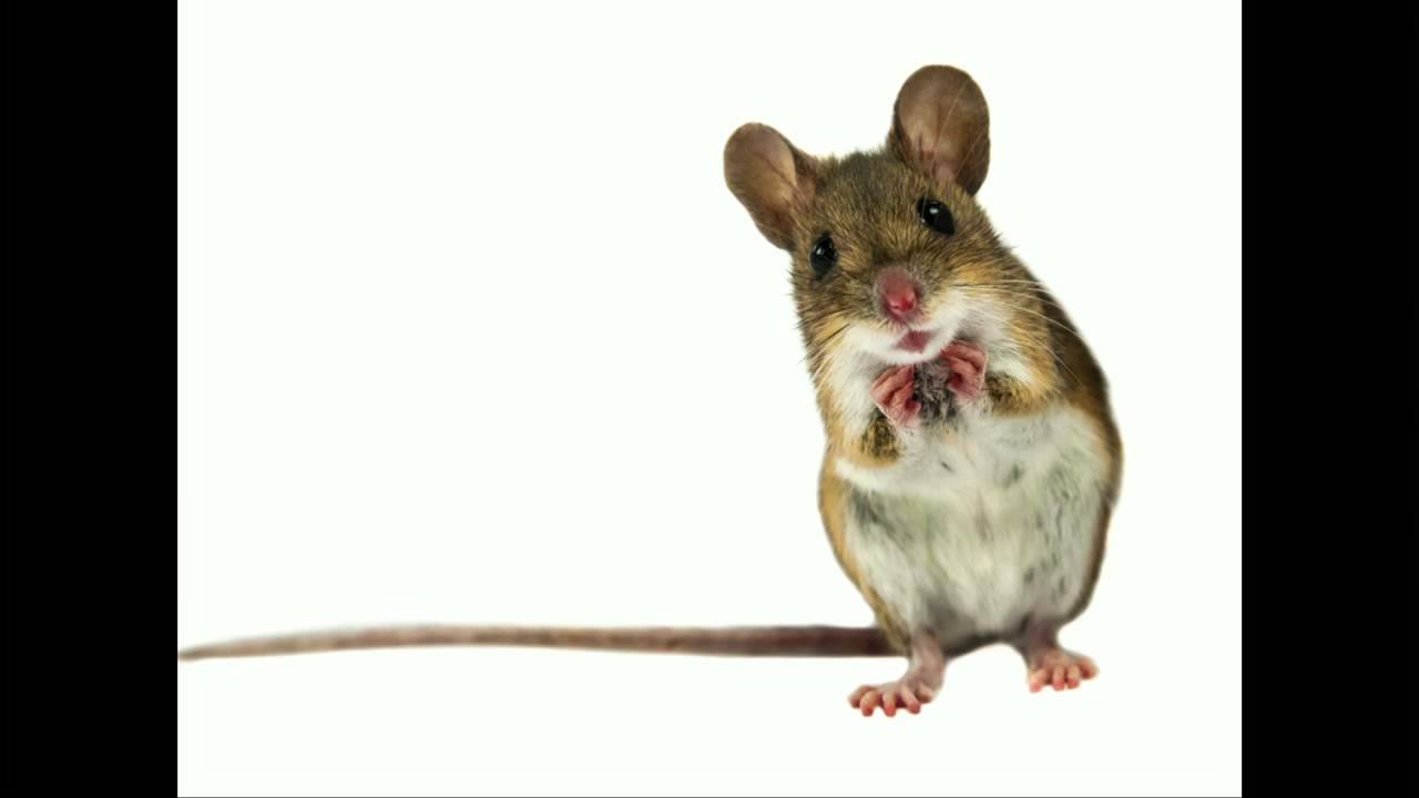 Microbes, Mental Wellness & Mealtime | Lisa Kilgour | TEDxKelowna