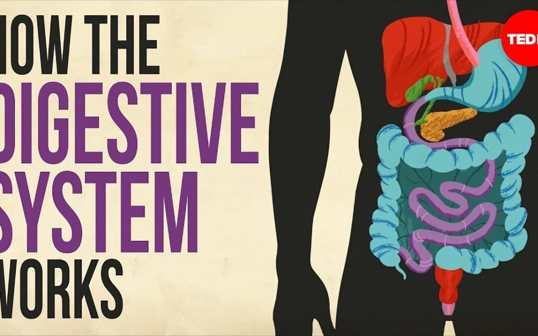 How your digestive system works – Emma Bryce