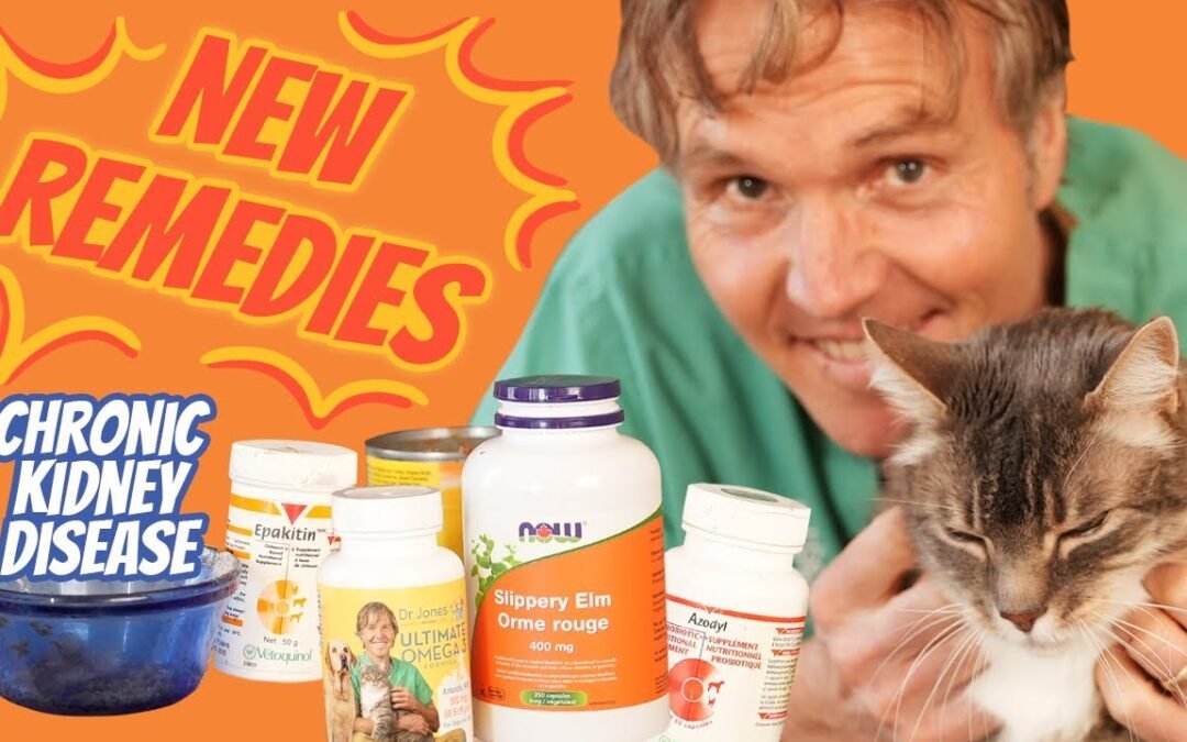 Chronic Kidney Disease in Cats